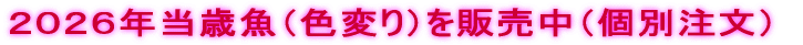 2026�N���΋��i���e�j��̔����i�ʒ����j